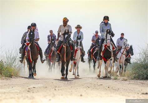 Horse Breed: Marwari