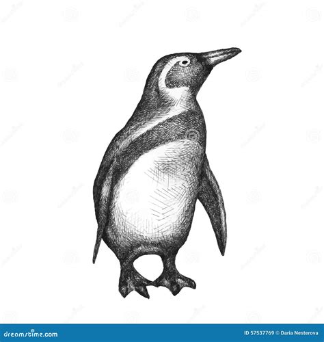 Pinguin Getrennt Auf Weiß Hand Gezeichnet Vektor Vektor Abbildung