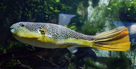 Complete Guide To The Mbu Puffer Fish Care Guide