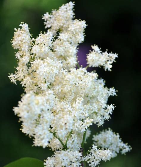 Сирень амурская