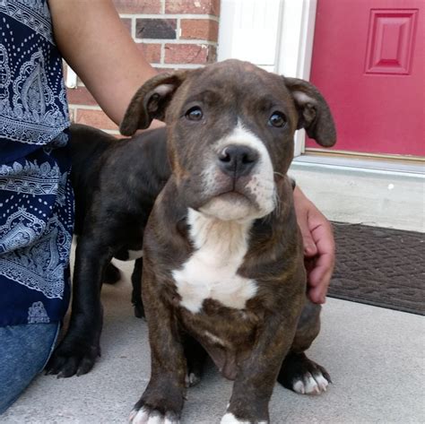 55 Excited American Bully Breeders Colorado Photo HD - Bleumoonproductions