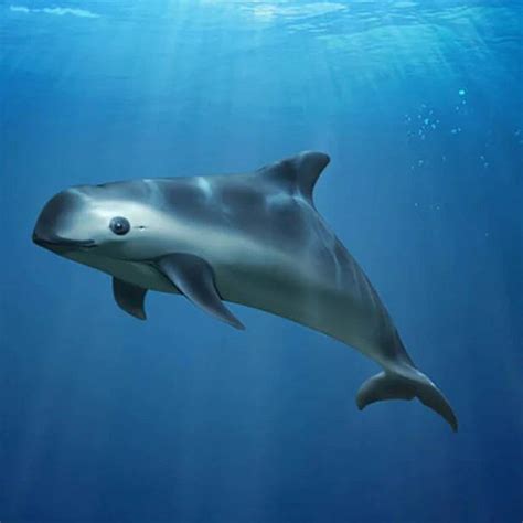 Vaquita As An Endangered Animal - Allpicts | Marine mammals, Endangered ...