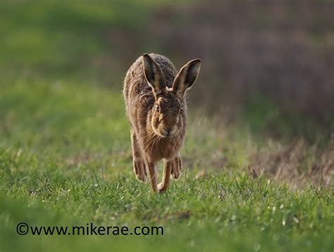 Brown Hare Close Runs Grass February Suffolk Lepus Europ Flickr