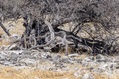 Mushara Outpost Etosha National Park Namibia Wide Angle Adventure