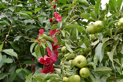 Actualizar 100 Images Flor De Arbol De Manzana Viaterra Mx