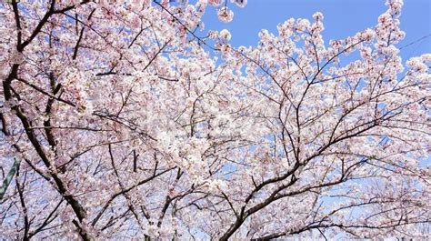 福岡県、駕与丁公園の桜 No 5182835｜写真素材なら「写真ac」無料（フリー）ダウンロードok