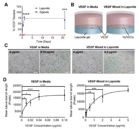 Localisation Of Vegf By Laponite Hydrogels Stimulates In Vivo