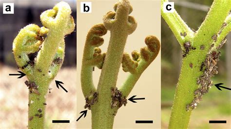 Structures Built By Solenopsis Geminata Near Nectaries Of The Fern