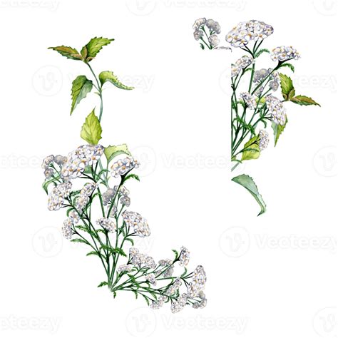 Frame With Yarrow Achillea Nettle Beggarticks Watercolor Illustration Medicinal Flowers