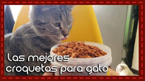 Descubre cuáles son las croquetas ideales para tu gato en solo 70