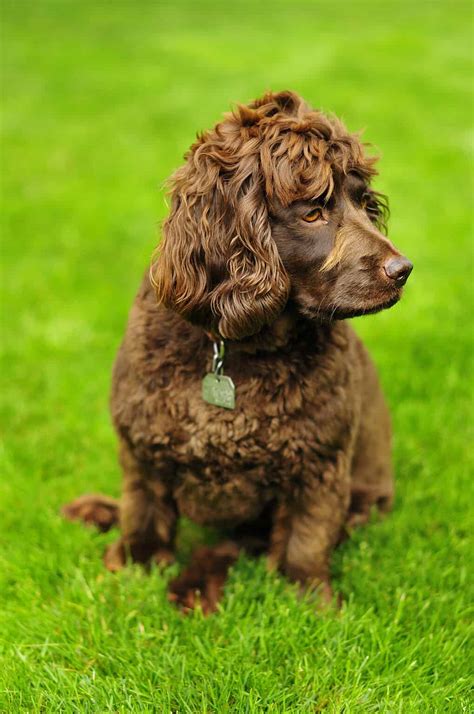 Boykin Spaniel Colors: Rarest to Most Common - A-Z Animals