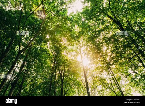 Sunlight Through Trees