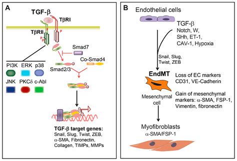 Ijms Free Full Text Tgf β Induced Endothelial Mesenchymal