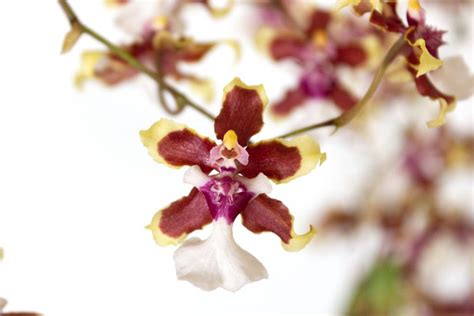 How To Grow And Care For Oncidium Orchids