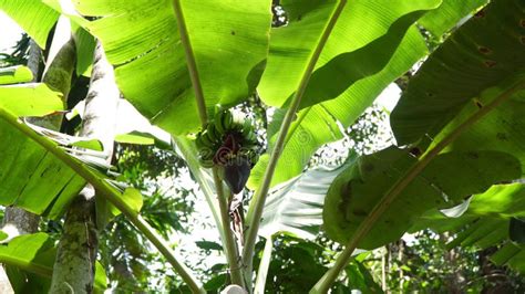 Banana Palm Tree In The Nature Bananas Grow On A Palm Tree In A