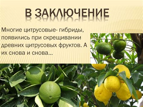 Цитрусовые культуры - презентация онлайн