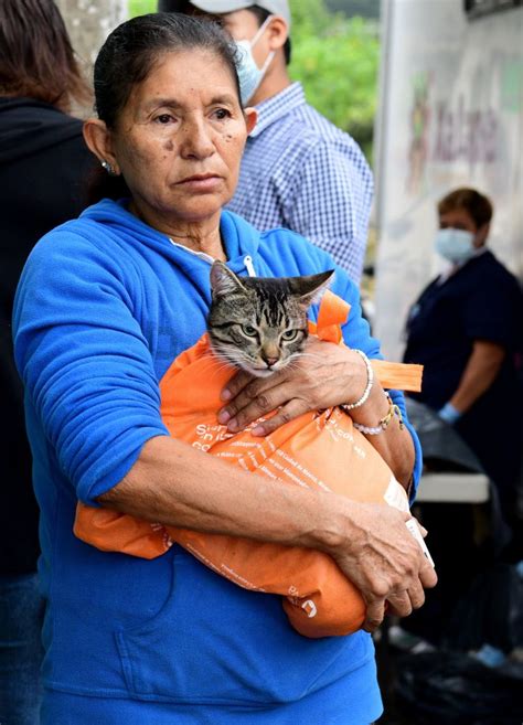 Realiza Ayuntamiento De Xalapa Jornada De Esterilizaci N Canina Y