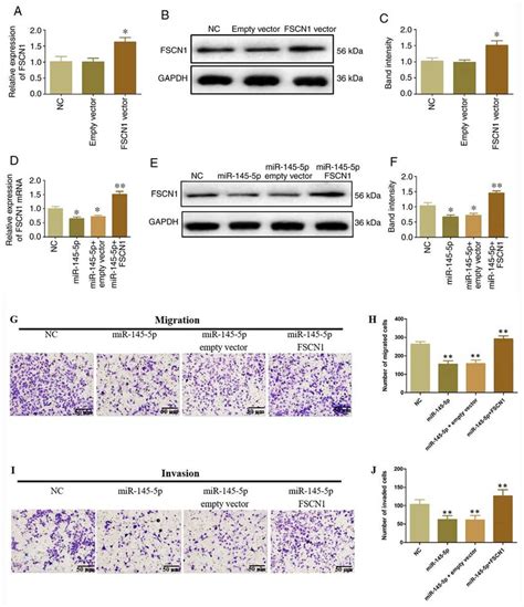 Fscn Regulates The Tumor Suppressive Function Of Mir P The A