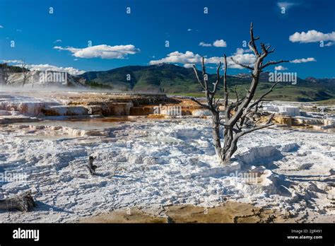 Mammoth Hot Spring Terraces Landscape In Yellowstone National Park Wyoming United States Of
