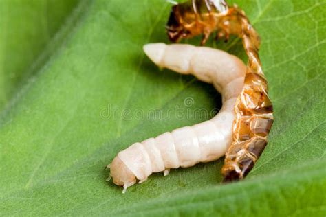 Worm Shedding Skin: Mealworm Reborn