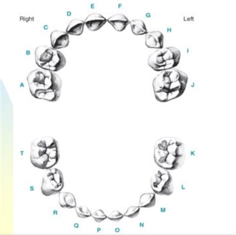Orofacial Wk Dentition Flashcards Quizlet