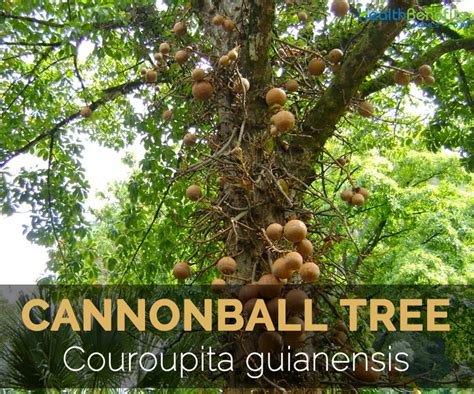 Cannonball tree Facts and Health Benefits