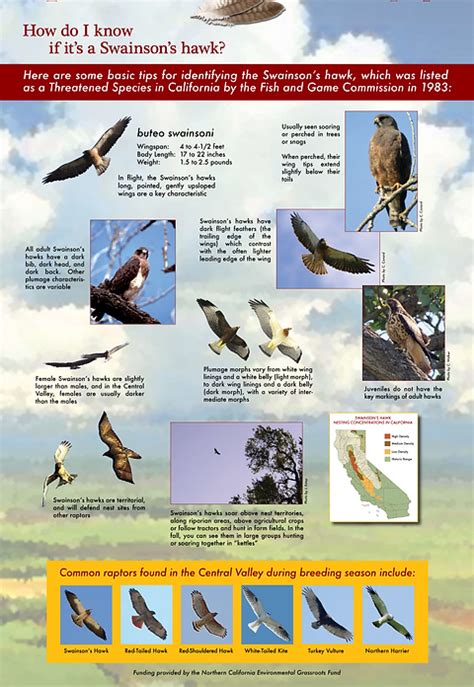 RESOURCES | Swainson's Hawk