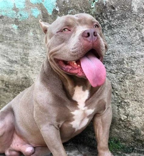 Cachorro da raça American Bully morre depois de ser baleado em briga