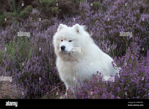 Samoyed Hi Res Stock Photography And Images Alamy