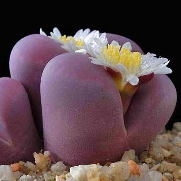 Lithops Optica Rubra C