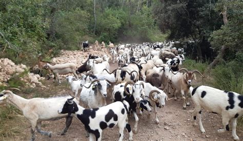 Ganaderas En Red Con Cabras Y Ovejas En Peligro De Extinci N