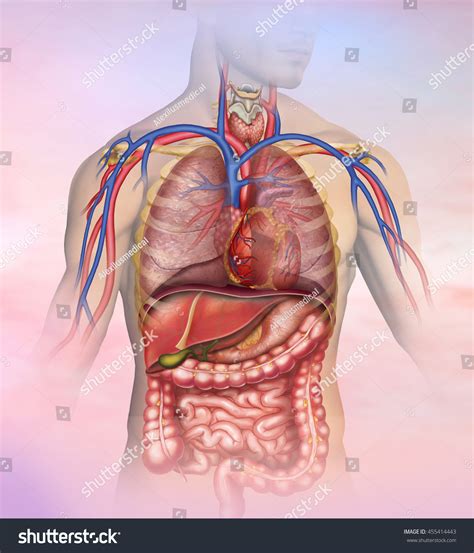 Abdominal Anatomy Diagram Abdomen Anatomy High Res Stock Images