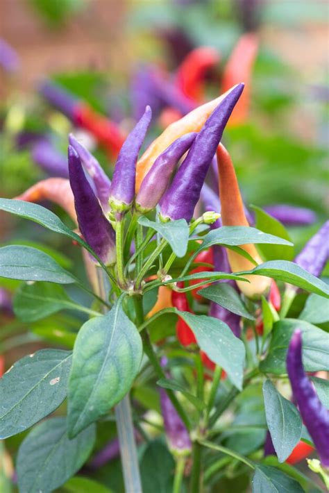 Capsicum Annuum Masquerade Pepper Masquerade Annual Biennial RHS