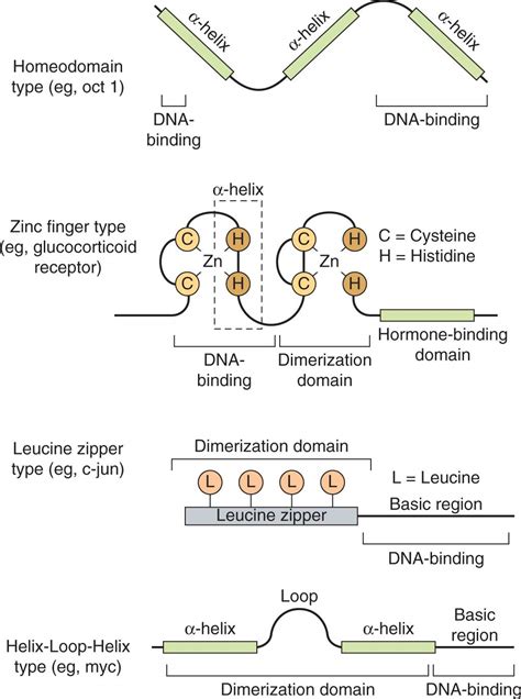 Cellular Signaling Pathways Oncohema Key