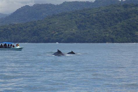 Uvita Uvita Observation Des Baleines Et Des Dauphins Parc Marino