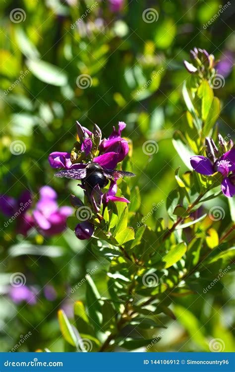 Close-up of Polygala Flowers with a Violet Carpenter Bee, Nature, Macro Stock Photo - Image of ...