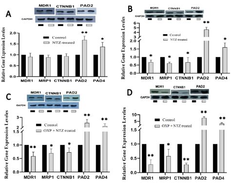 Comparative Gene And Proteins Expression Profiling Of Mdr Mrp