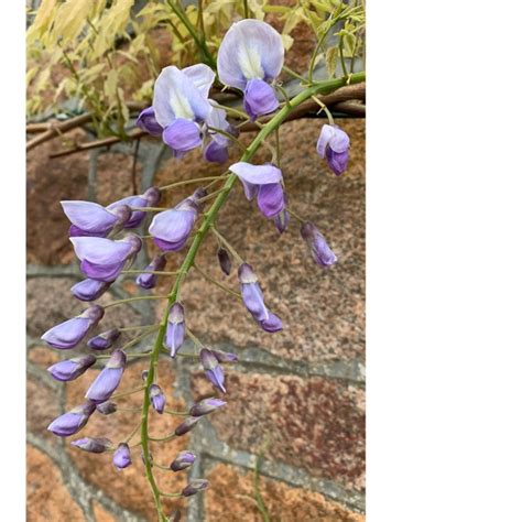 Wisteria Brachybotrys Yokohama Fuji Japanese Wisteria Yokohama Fuji