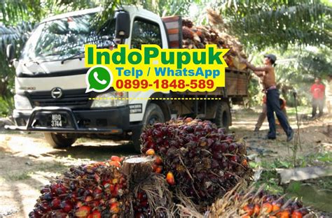 Jenis Pupuk Tanaman Sawit Jenis Pupuk Kelapa Sawit Dosis Npk Tsp Za