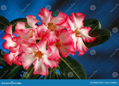 Pink Flower Adenium Obesum Tree Desert Rose Impala Lily On The Dark