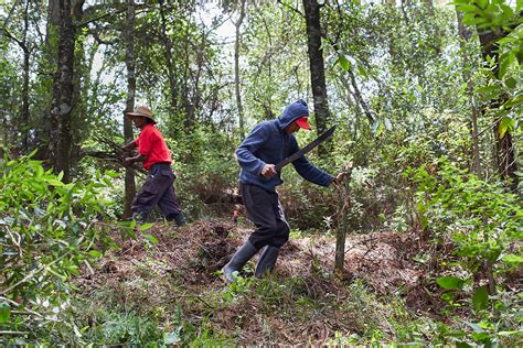 Manejo Forestal Comunitario En Amanalco Vivir Del Bosque Y Para El Bosque Sílabo