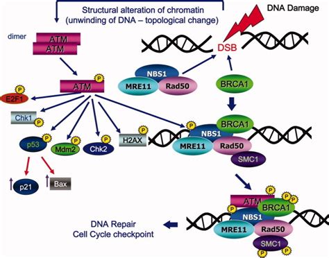 Cytometry Of ATM Activation And Histone H2AX Phosphorylation To