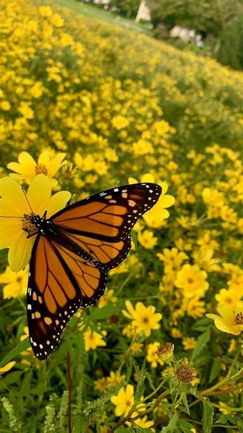 Summer Field with Yellow Flowers and Butterfly