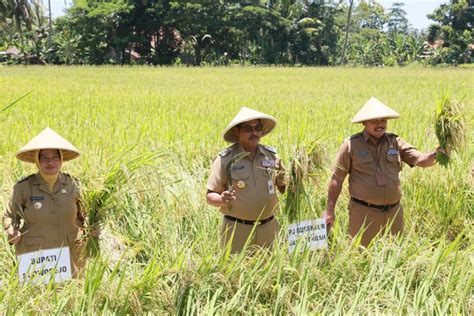 Pj Gubernur Jateng Panen Raya Purworejo Tambah Stok Beras Antara News