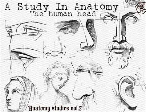 120 Anatomy References Head Face Reference Brush Stamps For Everyone