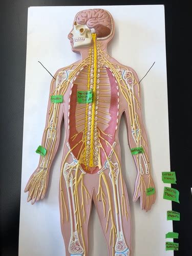 Spinal Nerve Chart And 3b Model Flashcards Quizlet