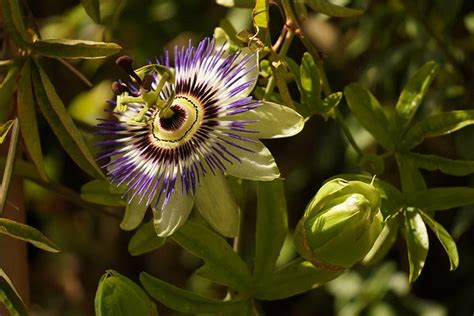 All About Paraguays National Flower The Bluecrown Passionflower