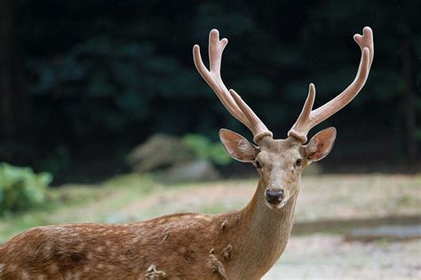 Photo of a White-Tailed Deer with Antlers · Free Stock Photo