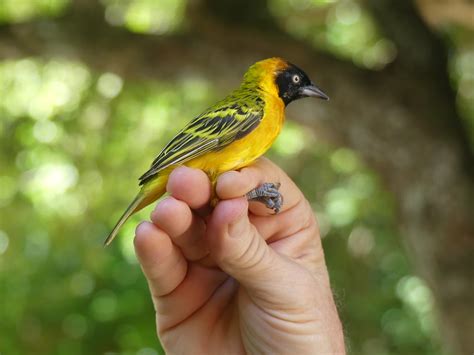 Bird Ringing Lesser Masked Weaver A Rocha Kenya Flickr