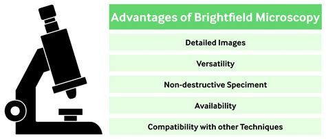 Brightfield Microscopy Applications And Advantages